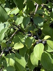 Rhamnus cathartica