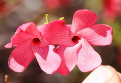 Hermannia grandiflora