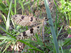 Palpares libelluloides