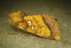 Papaipema harrisii