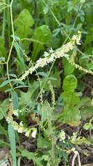 Melilotus albus