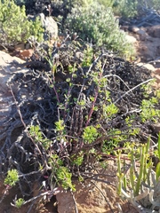 Pelargonium karooicum
