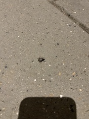 Otiorhynchus rugosostriatus