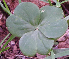Ionoxalis