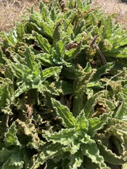 Helichrysum foetidum