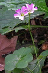 Ionoxalis