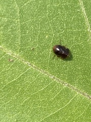 Clastoptera xanthocephala