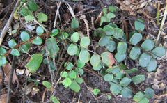 Pellaea rotundifolia