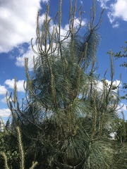 Pinus