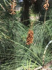 Pinus