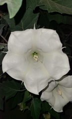 Datura wrightii