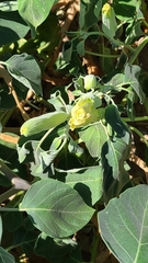 Datura wrightii