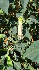 Datura wrightii