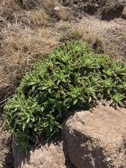 Helichrysum foetidum