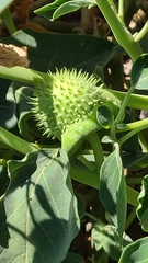 Datura wrightii