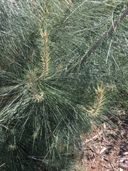 Pinus