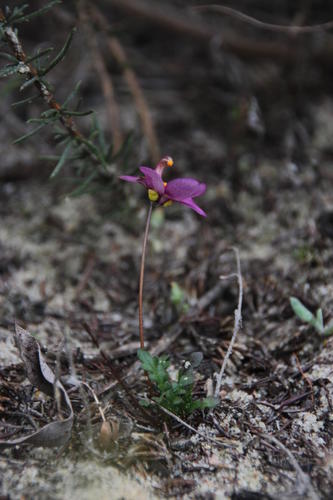 One-eye Twinspur (Diascia diffusa)