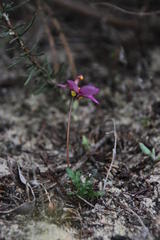 Diascia diffusa
