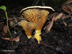 Austropaxillus statuum
