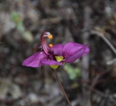 Diascia diffusa