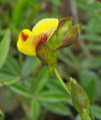 Zornia capensis