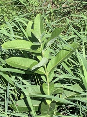 Asclepias syriaca