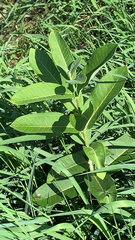 Asclepias syriaca