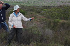 Lachnaea capitata