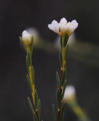 Lachnaea capitata