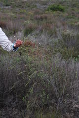 Lachnaea capitata