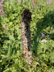 Pedicularis atropurpurea