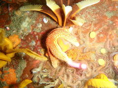 Fromia schultzei