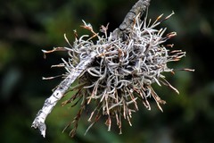 Tillandsia capillaris