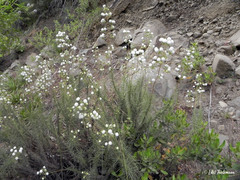 Calceolaria alba