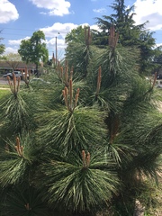 Pinus ponderosa