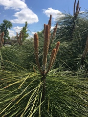 Pinus ponderosa