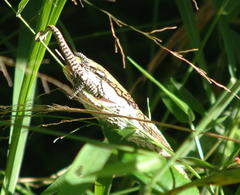 Thelotornis capensis capensis