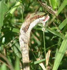 Thelotornis capensis capensis