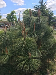 Pinus ponderosa
