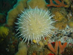 Echinus gilchristi