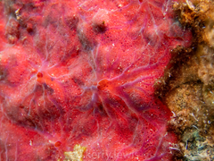 Clathria opalina