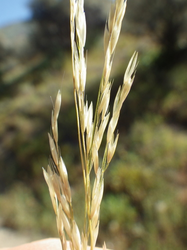 slender hairgrass (Deschampsia elongata)