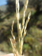 Deschampsia elongata