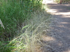 Deschampsia elongata