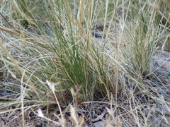 Deschampsia elongata
