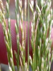 Deschampsia elongata
