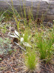 Deschampsia elongata