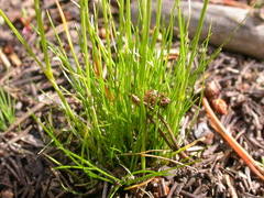 Deschampsia elongata