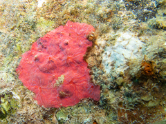 Clathria opalina