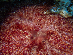 Monanchora arbuscula